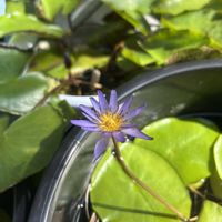 睡蓮,熱帯スイレン,熱帯睡蓮 ミロク,熱帯睡蓮 ミロク,大切に育てますのでの画像