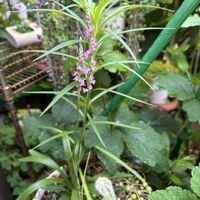 スタペリア,スタペリア アンゴレンシス,多肉植物,ありがとう♡,多肉女子の画像