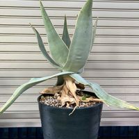 アロエ,アロエ ストリアータ,多肉植物,塊根植物,コーデックスの画像