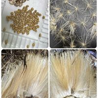 アーティチョーク,アサガオ,朝顔,スプリットペタル,八重咲き朝顔 スプリット ペタルの画像