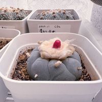 サボテン,多毛銀冠玉,多肉植物,ぷりぷり多肉,ネコと植物の画像