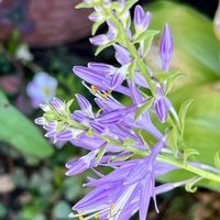 ギボウシ,プレクトランサス,夏の庭,ギボウシ（ホスタ）,花のある暮らしの画像