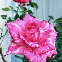 オンシジューム,花のある暮らし,薔薇アンジェラ,バラ・モダンタイムス,ばら バラ 薔薇の画像