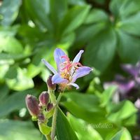 ホトトギス,ガーデニング,青い花,花が好き,青い花が好きの画像
