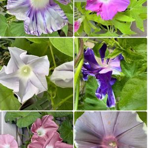 ネジバナ,ネジバナ,朝顔,朝顔,朝顔 団十郎の画像