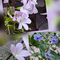 オキザリス,ブルーウィング,ハイビスカスロバッス,大好き,癒しの画像