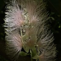 サガリバナ,ピンクの花,夢の島熱帯植物館,一日花,木曜モフモフの画像