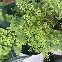アジアンタム,アジアンタム フリッツルーシー,アジアンタム フリッツルーシー,観葉植物,リーフの画像