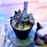 朧月,ピンクプリティ,多肉植物いろいろ,パステルレオン,ラウイ×銀天女の画像