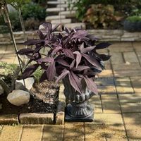 イポメア,イポメア モリーナ,イポメア モリーナ,イポメア モリーナ ダークスピア,鉢植えの画像