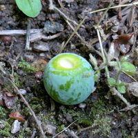 イチョウ,イチョウ,・・・の実,・・・の実,花のある暮らしの画像