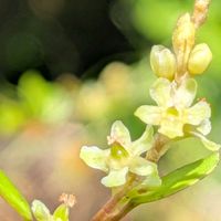 アリウム,ロベリア,ワイヤープランツ,斑入りバコパ,ギリアの画像