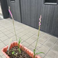 アザレア,アルストロメリア,ネジバナ,ハイビスカス,サツキの画像