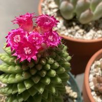 多肉植物,ネコ好き,多肉中毒,植中毒,ダイソーサボテンの画像