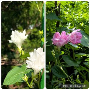 花木,生け垣,植木鉢,吊り鉢,花いろいろの画像