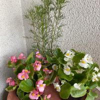 ベゴニア センパフローレンス,ルバーブ,リュウキュウヨモギ,寄せ植え,GS日和の画像