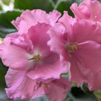 セントポーリア,ピンクの花,青・あお・ブルーの画像
