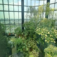 ススキ,紫陽花 アナベル,紫陽花 アナベル,テラリウム,植中毒の画像