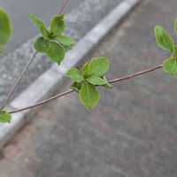 ドウダンツツジの画像