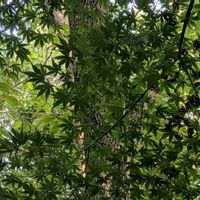 エゴノキ,柿の木,イロハモミジ,藪茗荷,ヤブミョウガの画像