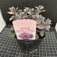 カラスバミセバヤ,多肉植物,セダム属,楽天の画像