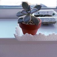 朧月,朧月,マイヤーレモン,多肉植物。,多肉植物。の画像