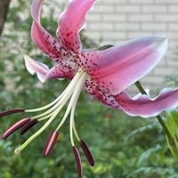 アサガオ,ダリア,レインリリー,モモ,カノコユリの画像