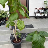 ウンベラータ,観葉植物,フィカス属の画像