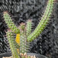 ユーフォルビア バイオエンシス,多肉植物,珍奇植物,my succulent,美しい...の画像