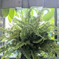 ネフロレピス,観葉植物,シダ植物,熱帯植物,植物のある暮らしの画像