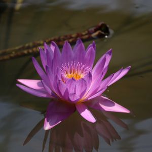 睡蓮,熱帯スイレン,熱帯スイレン(ディレクターＧＴムーア),熱帯睡蓮(チョーラープ),熱帯睡蓮　ミセスエドワードホイテッカーの画像