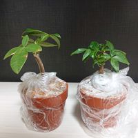 パキラ,パキラ,パキラ,ダイソー,実生の画像