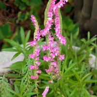 キキョウ,ニゲラ,ニゲラ,ネジバナ,ネジバナの画像