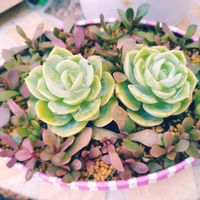ルビーネックレス,銘月,紅稚児,斑入り,十二の巻の画像