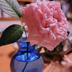 バラ,薔薇,バラ　メアリーレノックス,ガーデニング,ナチュラルガーデンの画像