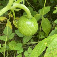 かぼちゃ,ポーチュラカ？,アデニウム　イエメン,アデニウム アラビカム イエメン,雑草なのかの画像