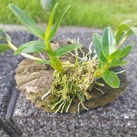 サボテン,デンドロビウム,デンドロビウム　エンジェルベイビー‘グリーン愛’,山野草,洋ランの画像