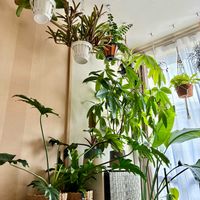 観葉植物,ネオレゲリア,インテリアグリーン,緑は癒し,リビング・ダイニングの画像