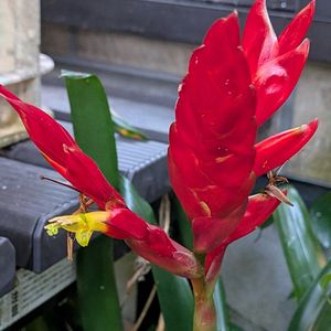 鉢植え,軒下の画像