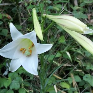 ユリ,無農薬野菜,家庭菜園,畑の画像