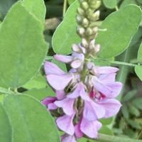 コマツナギ,シロバナコマツナギ,花木,マメ科,落葉低木の画像