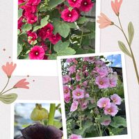 トロロアオイ,タチアオイ,今日のお花,コラージュ仲間達,お出かけ先の画像