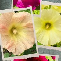タチアオイ,タチアオイ,花のある暮らし,緑のある暮らし,北海道の画像