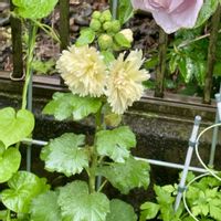 モモ,タチアオイ,タチアオイ,0:50,今日のお花の画像