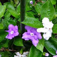 ニオイバンマツリ,ニオイバンマツリ,ニオイバンマツリ,ニオイバンマツリ,花のある暮らしの画像