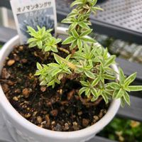 オノマンネングサ,斑入りオノマンネングサ,斑入りオノマンネングサ,斑入りオノマンネングサ,鉢植えの画像