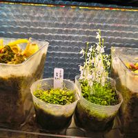 ウサギゴケ,うさぎごけ,食虫植物,白い花,補光の画像