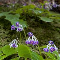イワタバコ,イワタバコ,イワタバコ,イワタバコ,野草　山野草の画像