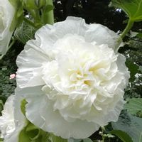 タチアオイ,八重咲き,まぶしい白の画像