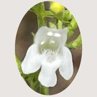 ミセバヤ,カラミンサ,花のある暮らし,お花大好き♡,お散歩ちゃんキーホルダーの画像